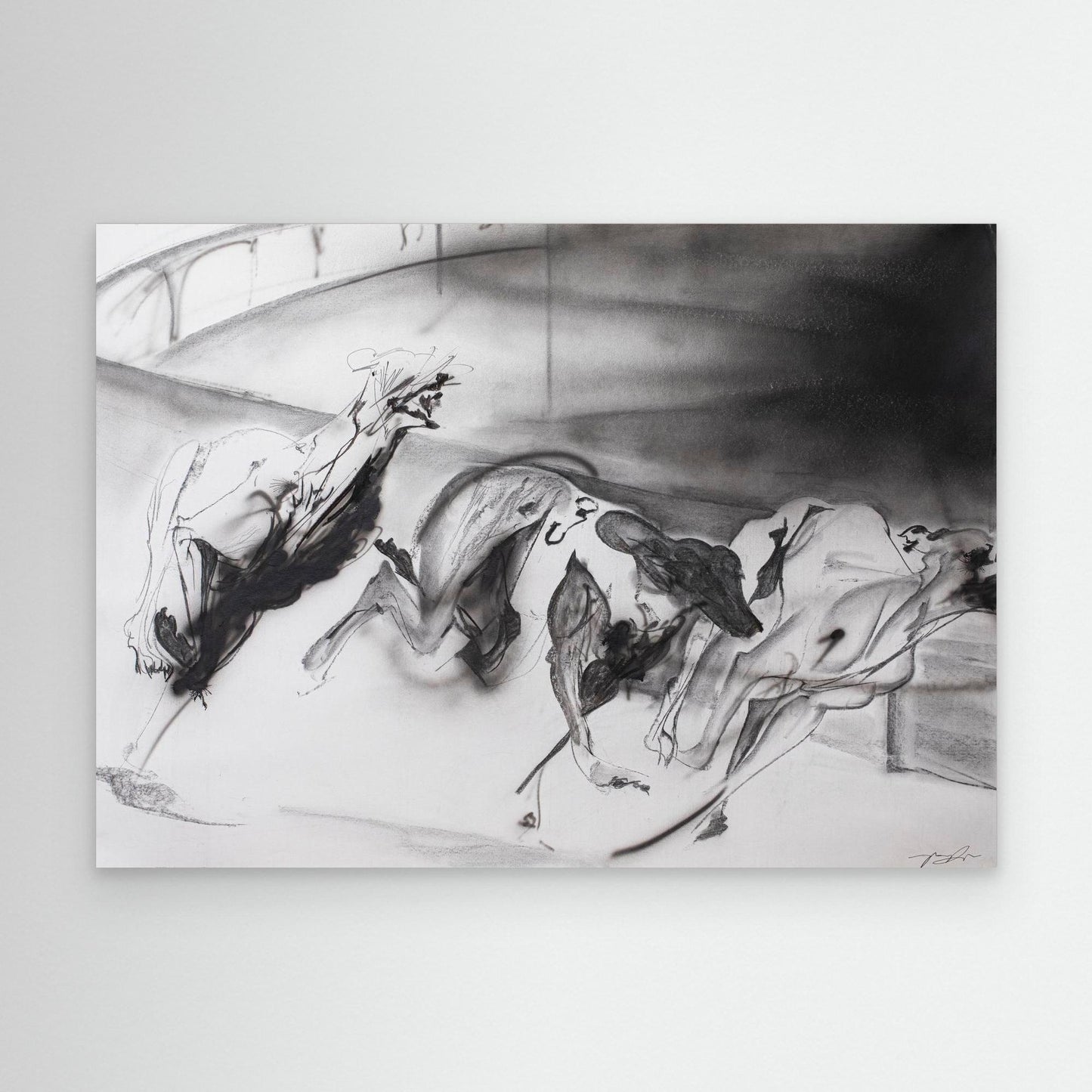 Galgos 5