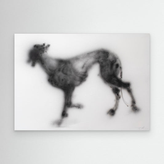 Galgos 9