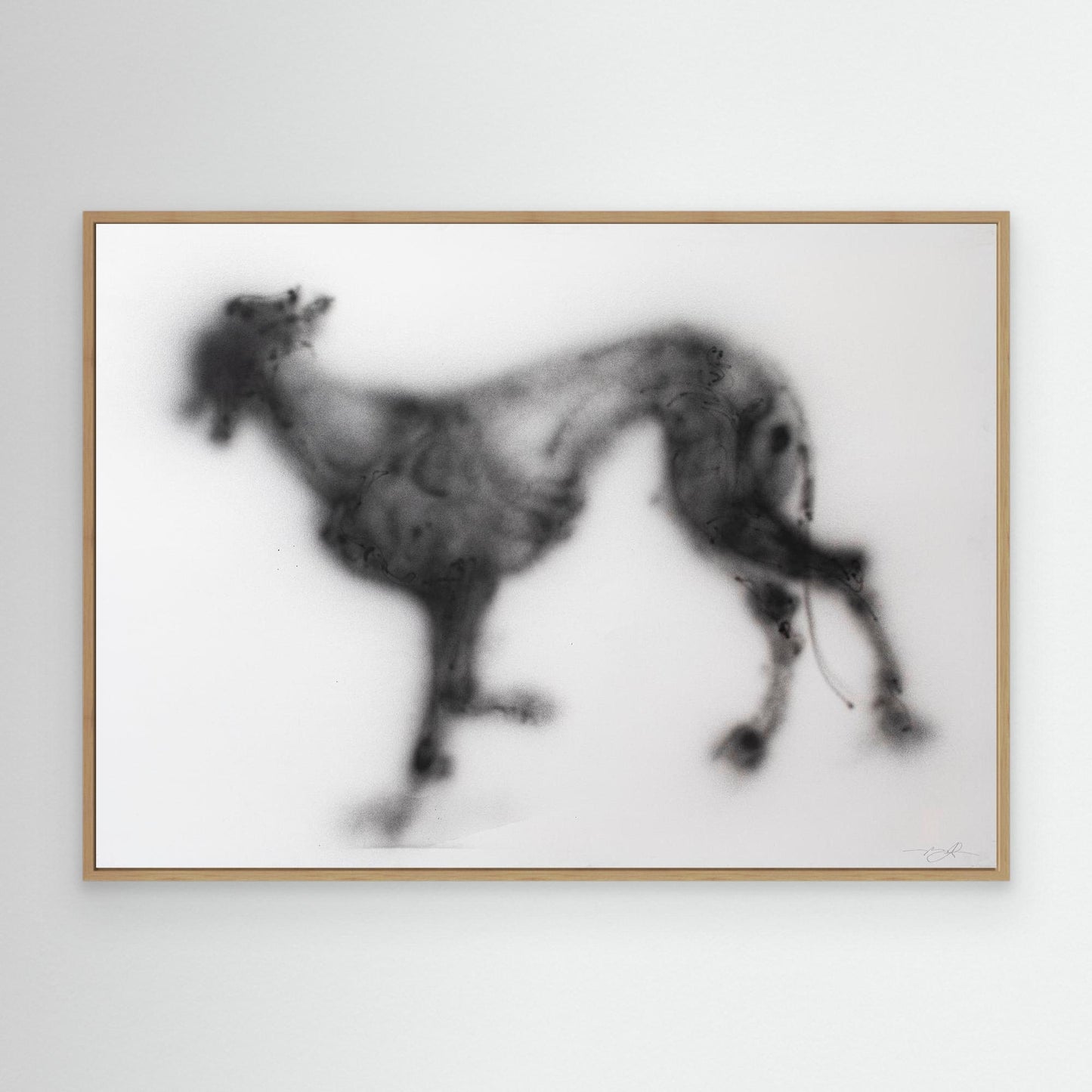 Galgos 9
