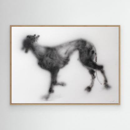 Galgos 9